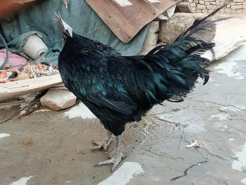 ayam cemani bridr pir 03239652384 — photo 6