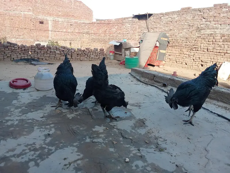ayam cemani bridr pir 03239652384 — photo 7