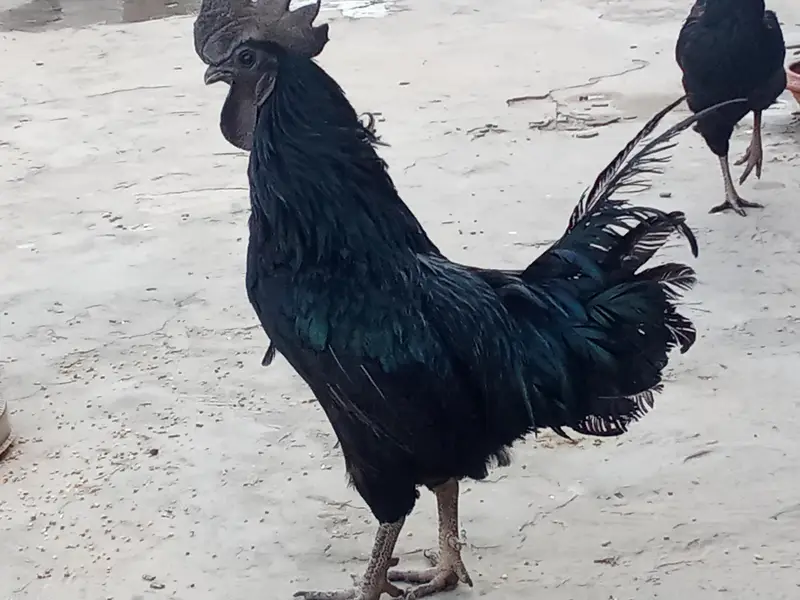 ayam cemani bridr pir 03239652384 — photo 8
