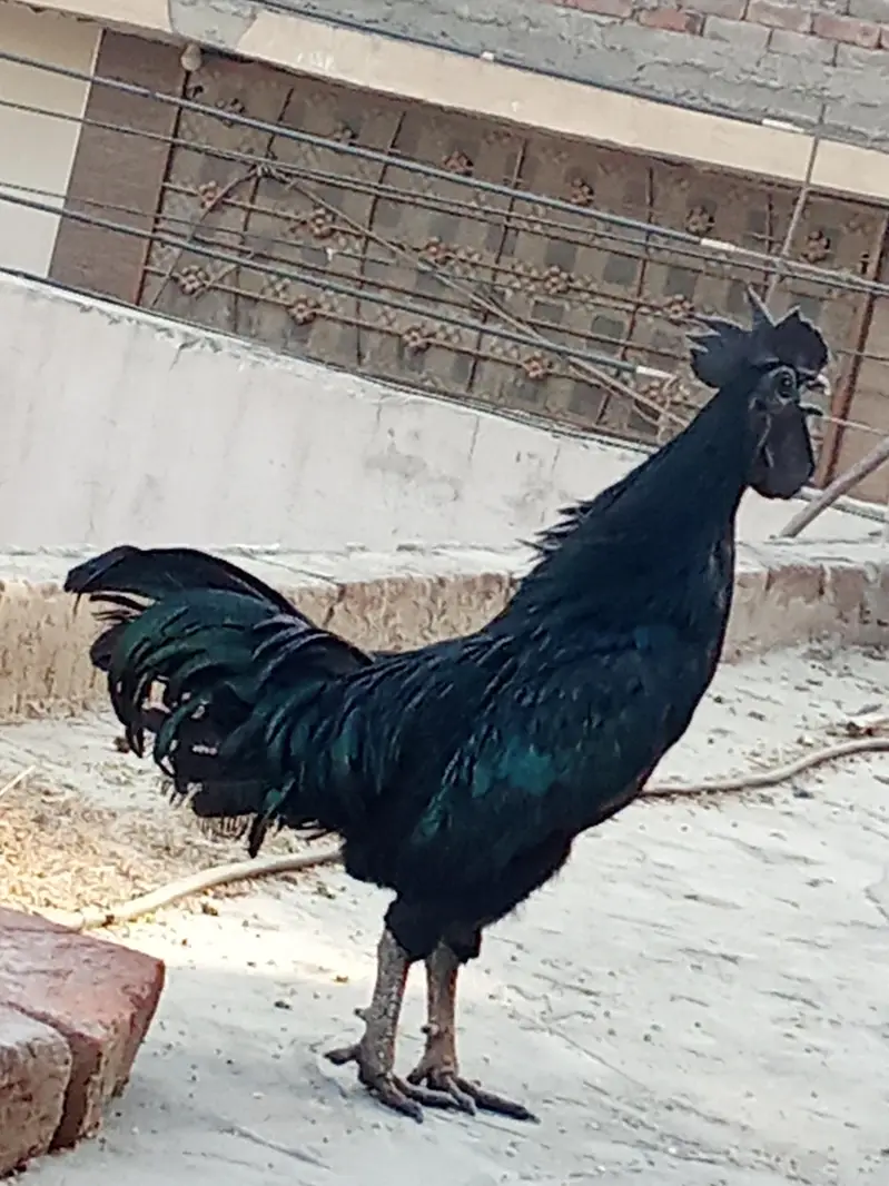 ayam cemani bridr pir 03239652384 — photo 9