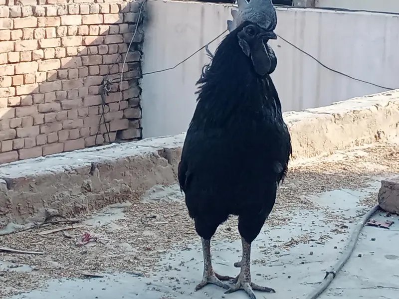 ayam cemani bridr pir 03239652384 — photo 10