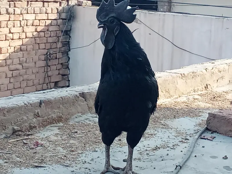 ayam cemani bridr pir 03239652384 — photo 11