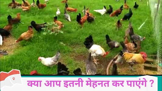 27 murgi  Anda Dene Wali 3 murga per peace