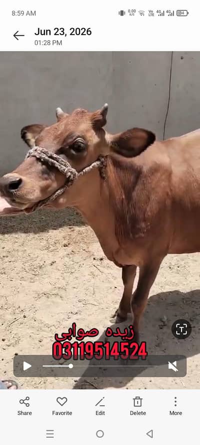 bachry for sale
