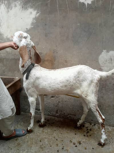 makhi cheeni bakri path goat quality female