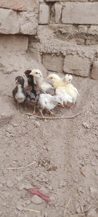 Aseel Chicks For Sale