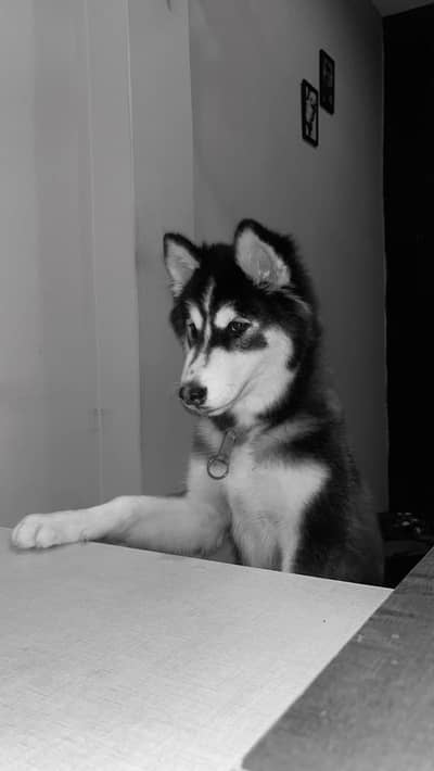 siberian huskey