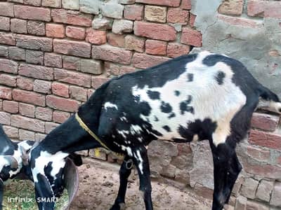 Desi bakari Sath bakra