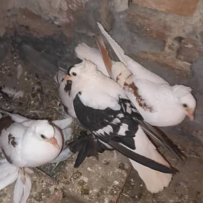 All Breeder pair swallow or sheriza pair WhatsApp number 03241072723