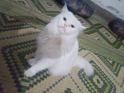 Persian cat
