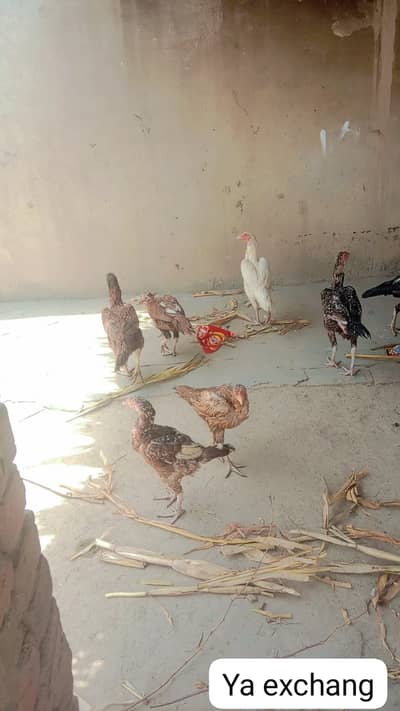 60 days dasi choza available total mix piece 50 (per piece 550)