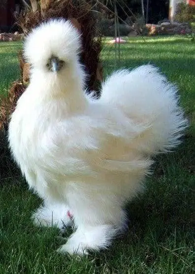 Silkie polish fancy hens chicks