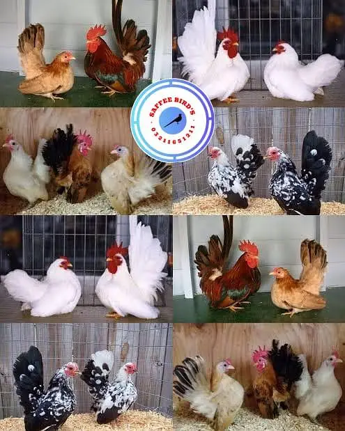 Silkie polish fancy hens chicks — photo 2