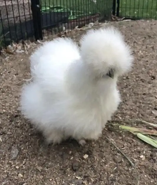 Silkie polish fancy hens chicks — photo 3