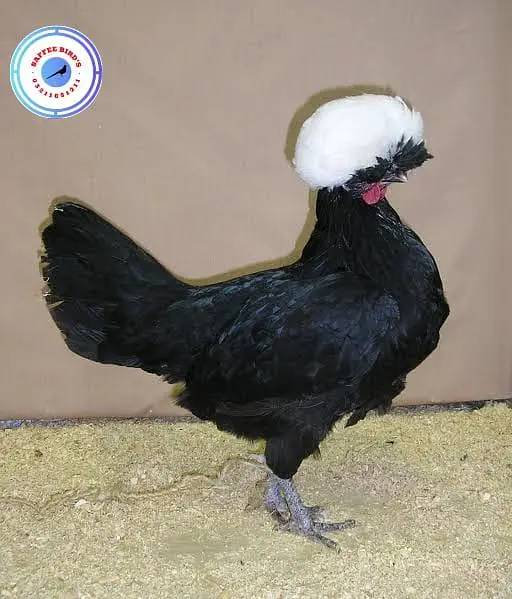 Silkie polish fancy hens chicks — photo 4