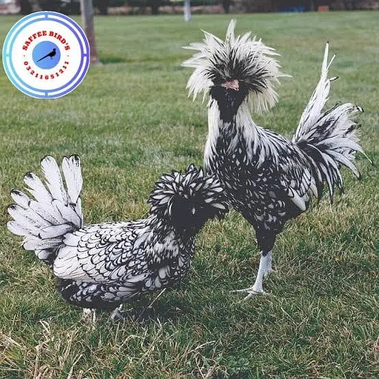 Silkie polish fancy hens chicks — photo 5