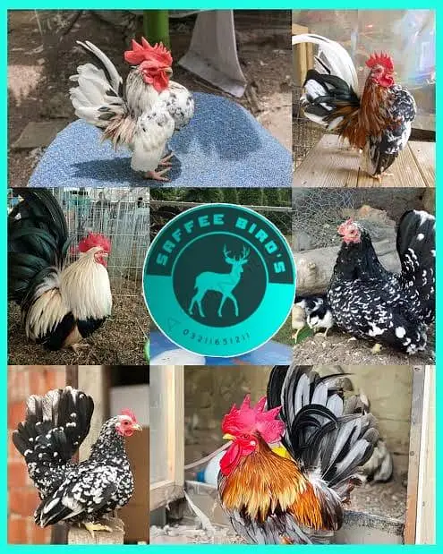 Silkie polish fancy hens chicks — photo 6