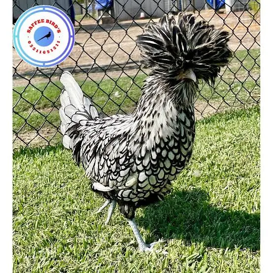 Silkie polish fancy hens chicks — photo 7