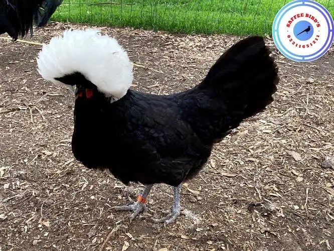 Silkie polish fancy hens chicks — photo 8