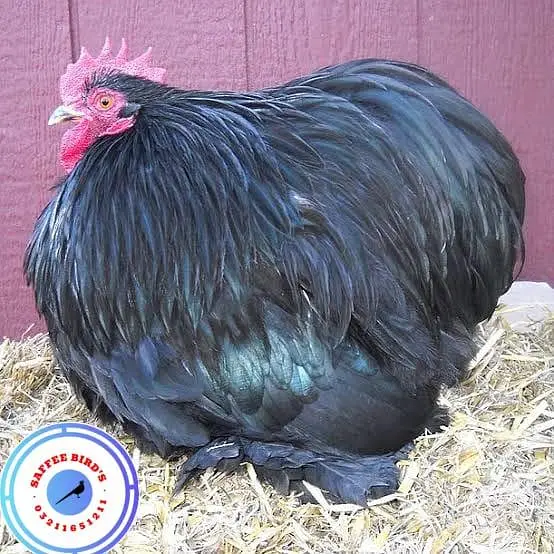 Silkie polish fancy hens chicks — photo 9