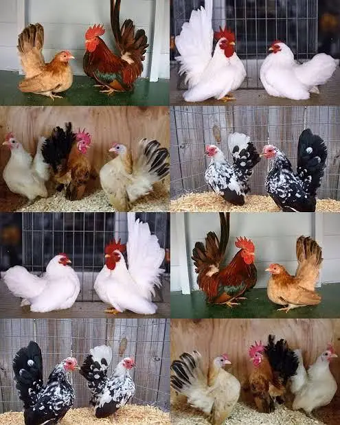 Silkie polish fancy hens chicks — photo 10