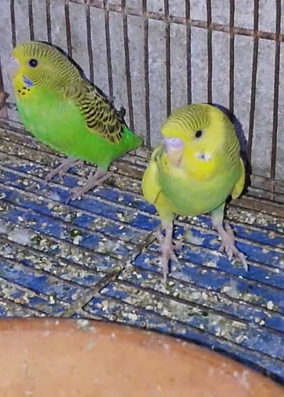 Breeder Piece Male pr piece 500 Pathy Pair 700