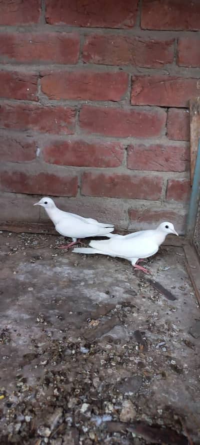 Purple Neck Pair adult