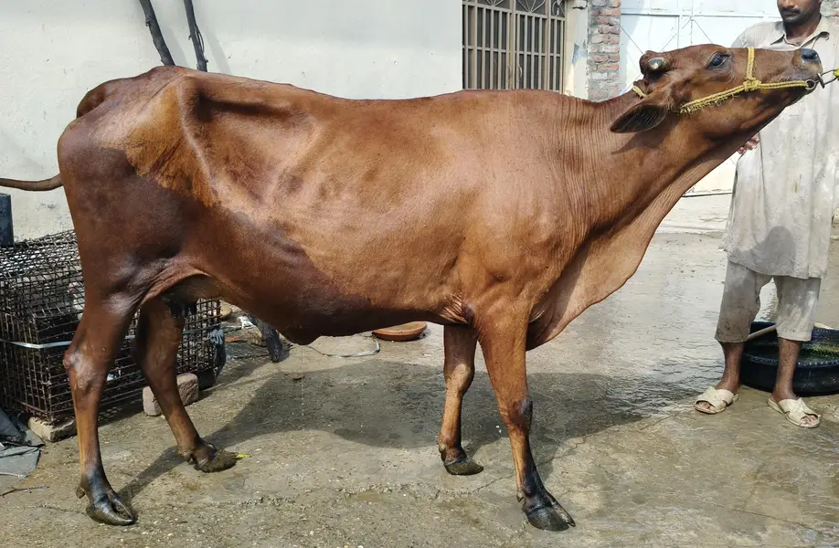 Jersey+Sahiwal cross cow