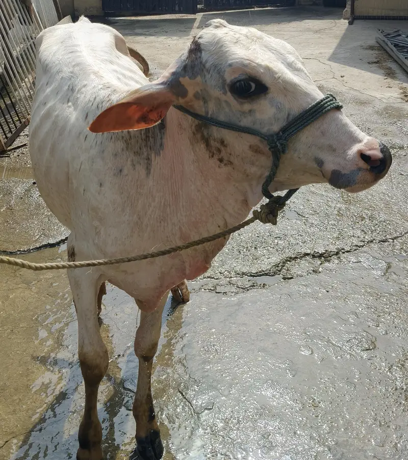 Jersey+Sahiwal cross cow — photo 2