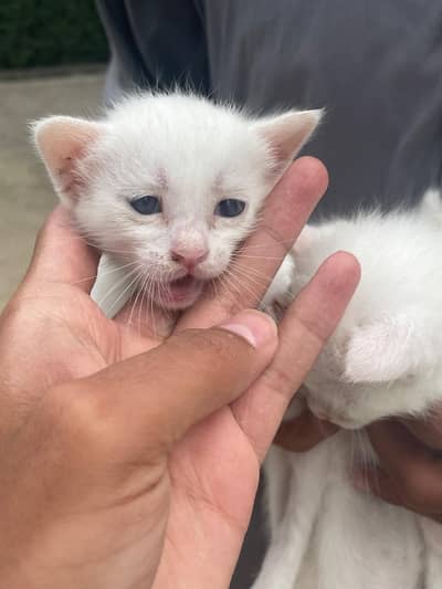 cat market