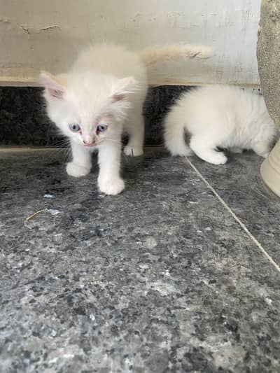 Persian kittens