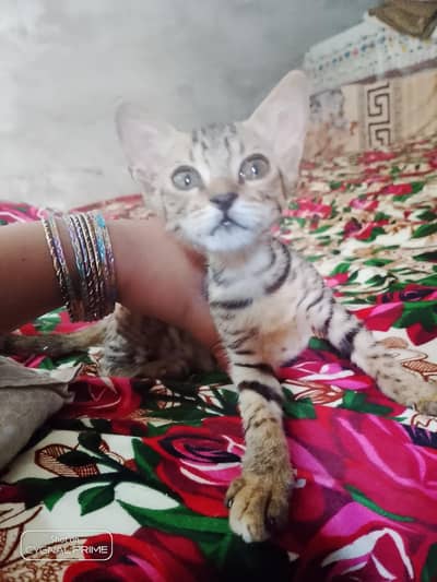 female cat