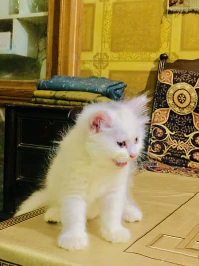 White cat baby