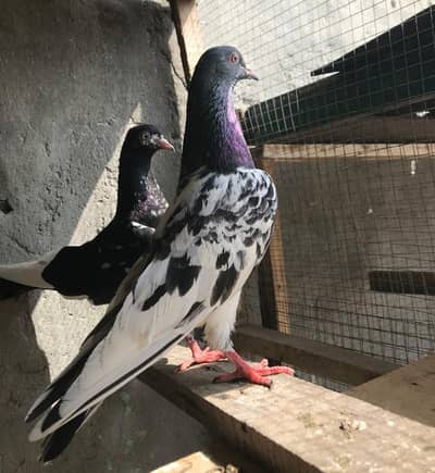 pure golden breeder male dub wala breeder male
