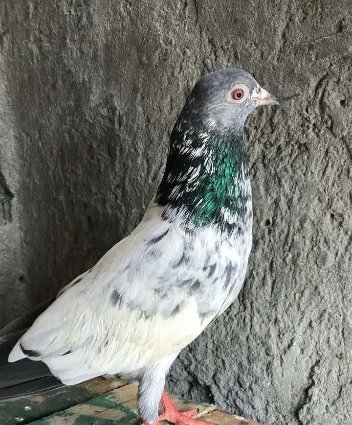 pure golden breeder male dub wala breeder male — photo 4