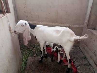 Bakri with Baby For sale - Separate Bakri Also for sale