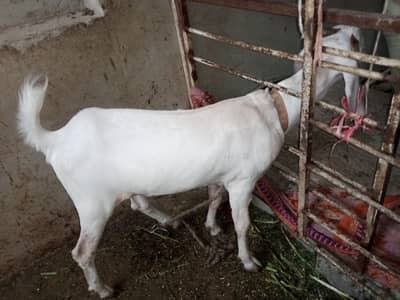 Bakri For sale