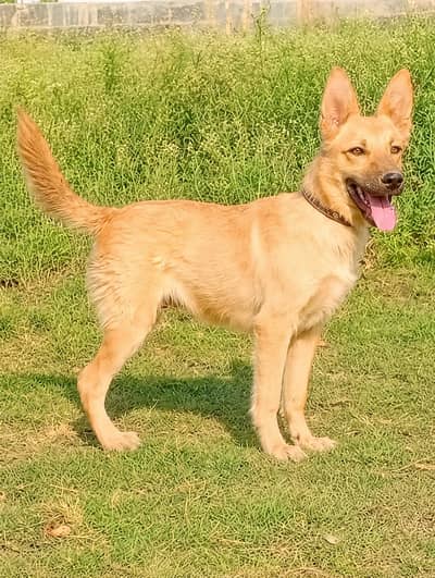 alsatian bhagyari | bhagyari dog | king size bhagyari | security dog