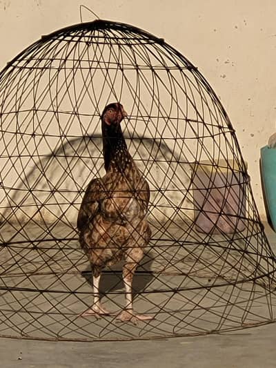 Pure Breed Aseel for sale