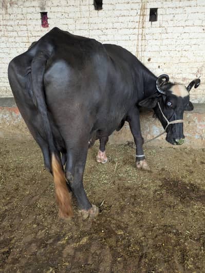 Neeli Ravi buffalo Sath katta