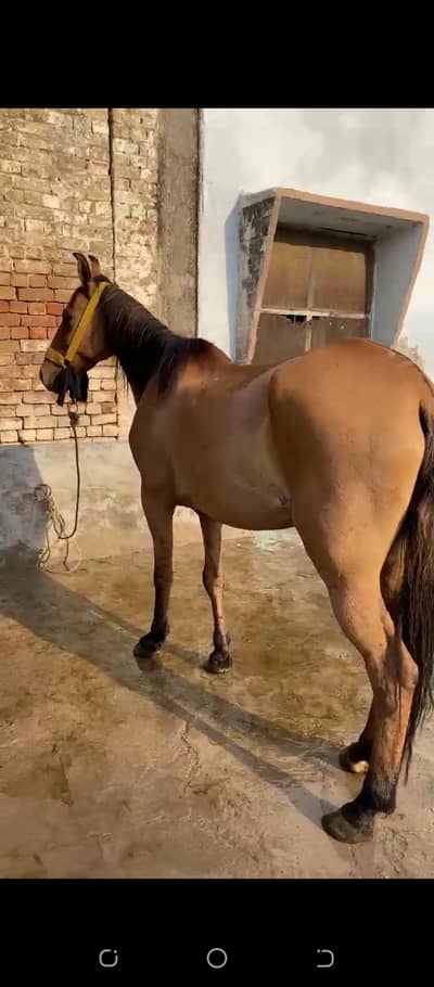 Female for sale age 4 sal height 58 Cross hy 35 din ki vedio available