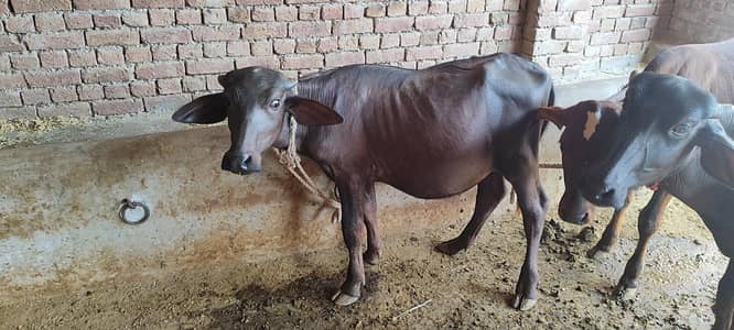 Cow/goat/Bakra/bakri/bill/wacha/bhens/buffalo/farm