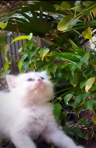 White blue eyes triple coat kitten