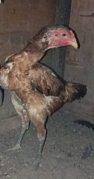 Bermi Breeder Murgi/ Healthy Bermi Murgi / Burmi Murgi