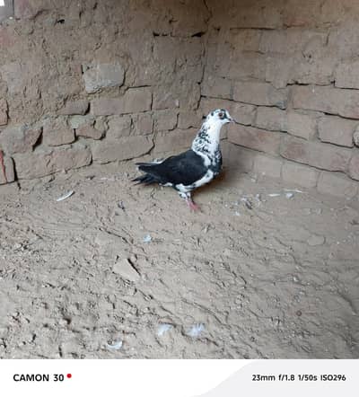 sherazi pegion
