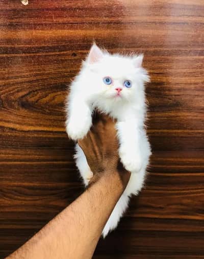 (Persian female kitten) (for sale all) (Pakistan delivery available)