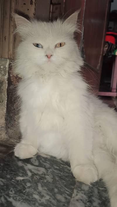 Healthy persian cat 15 month old