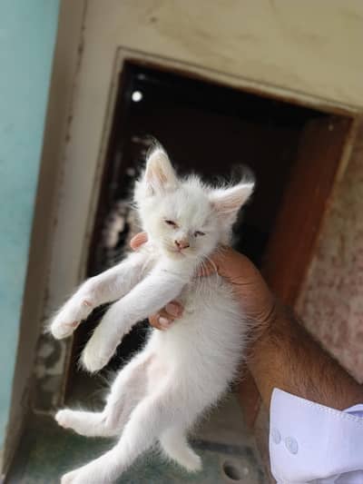 Persian kittens For Sale 03024144497