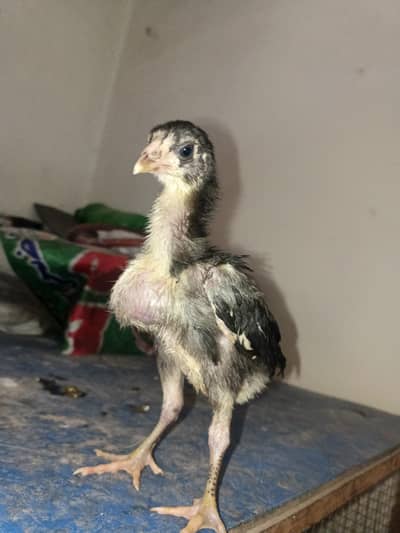 Bermi Chicks/ Thai Chicks / Bermi Or Thai Chicks/