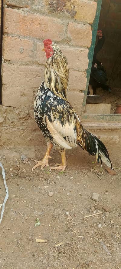 Zero size mianwali zero best quality bird exchange posible